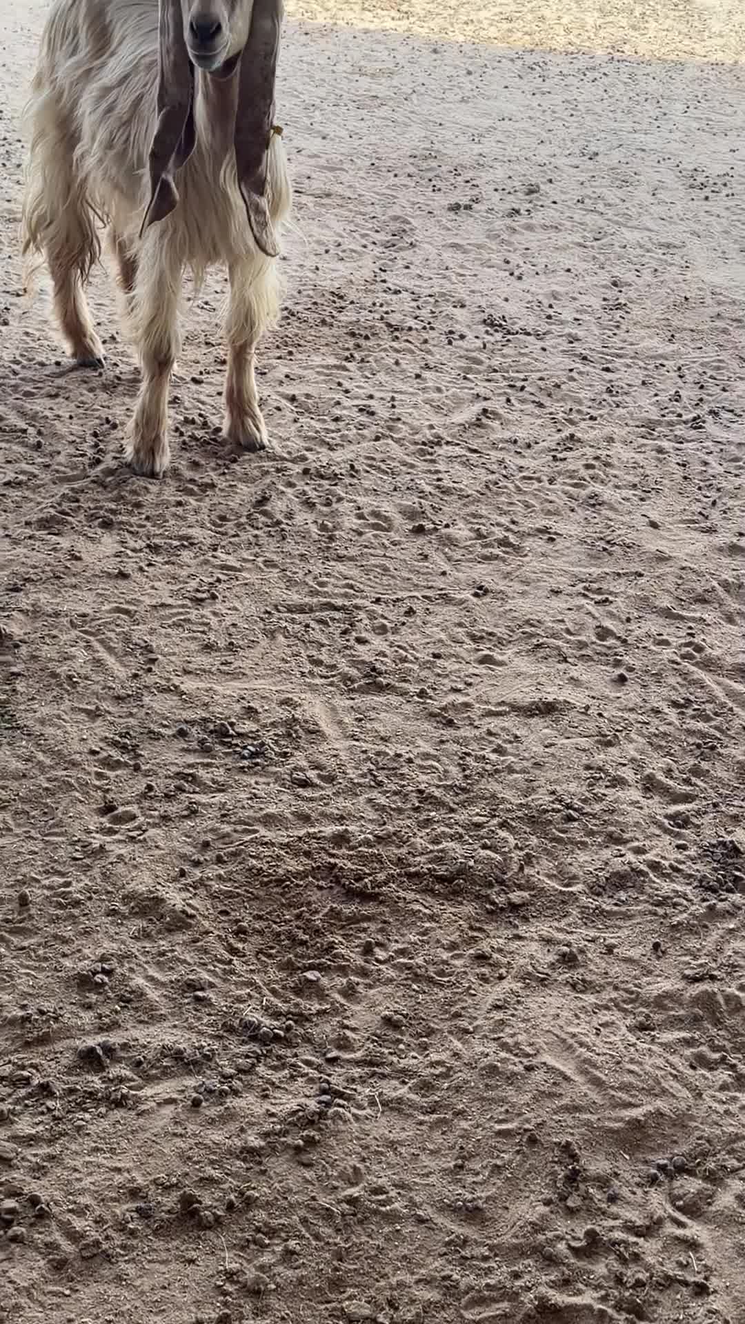 جذاع صفراء صنف - 1