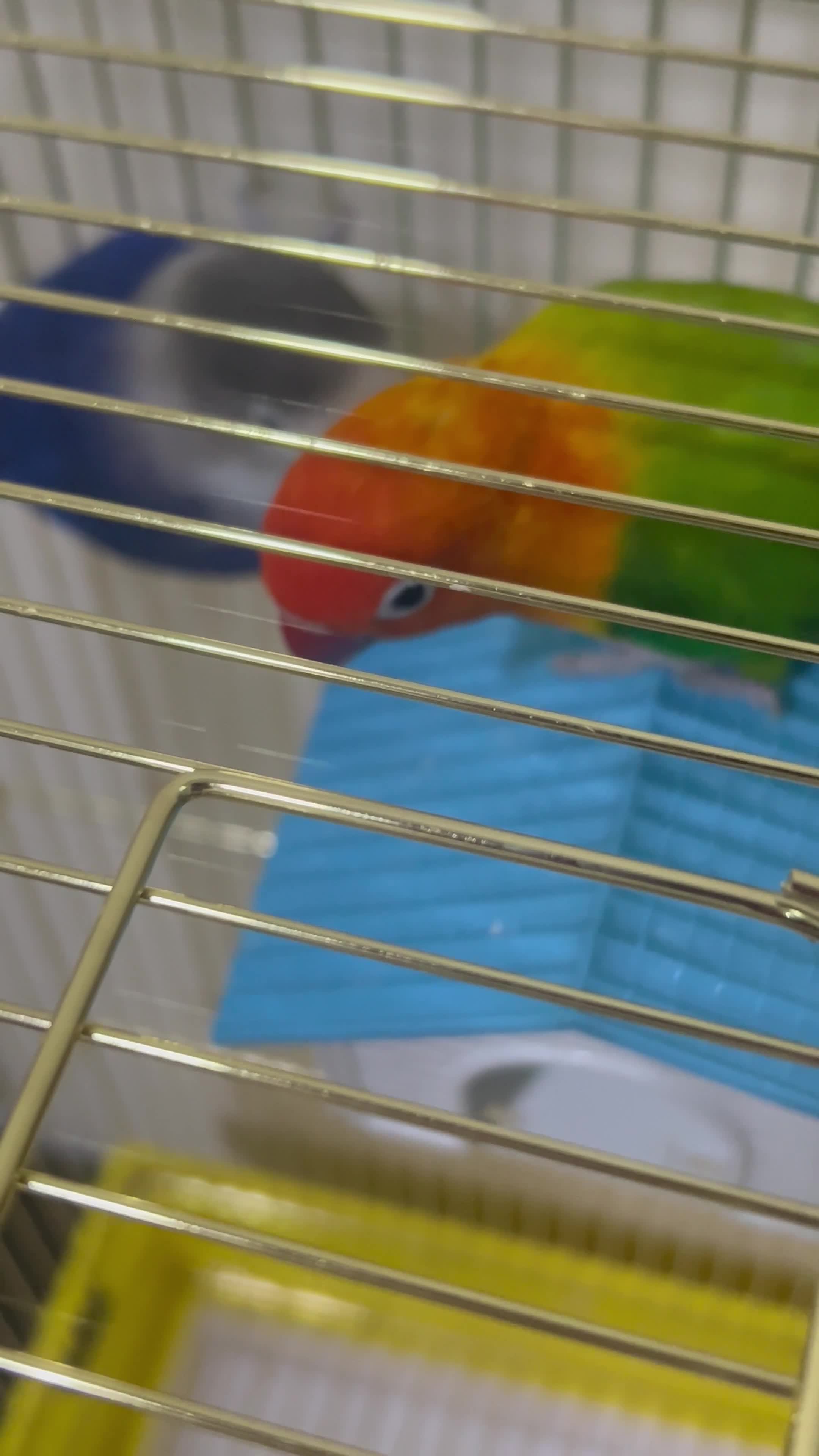 Two lovebirds - 1