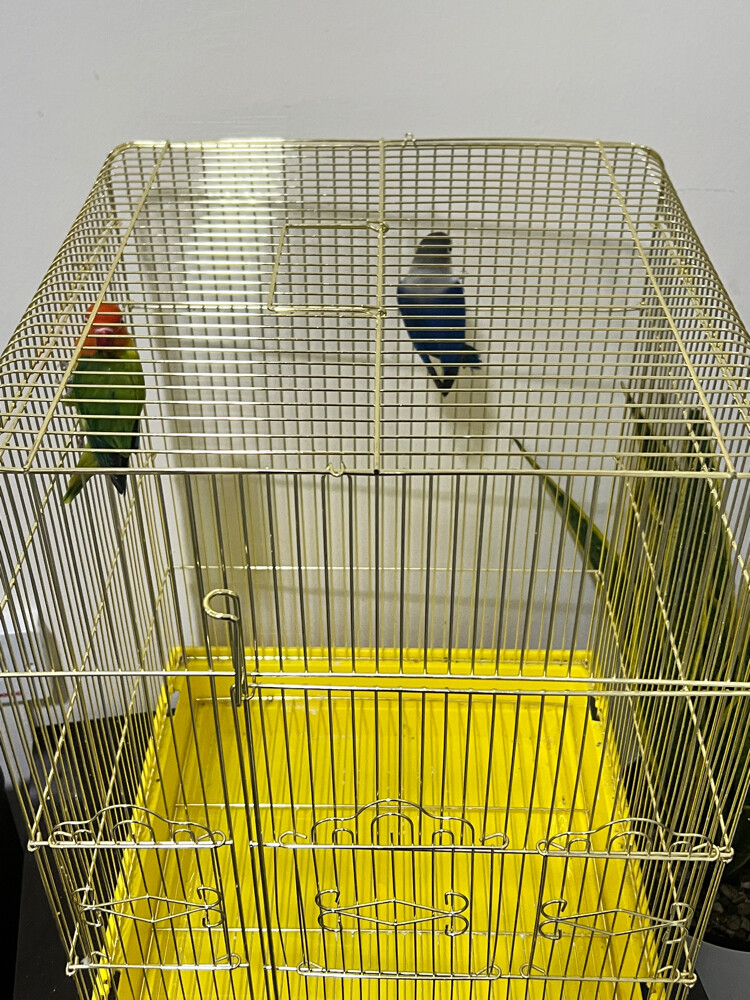Two lovebirds - 4
