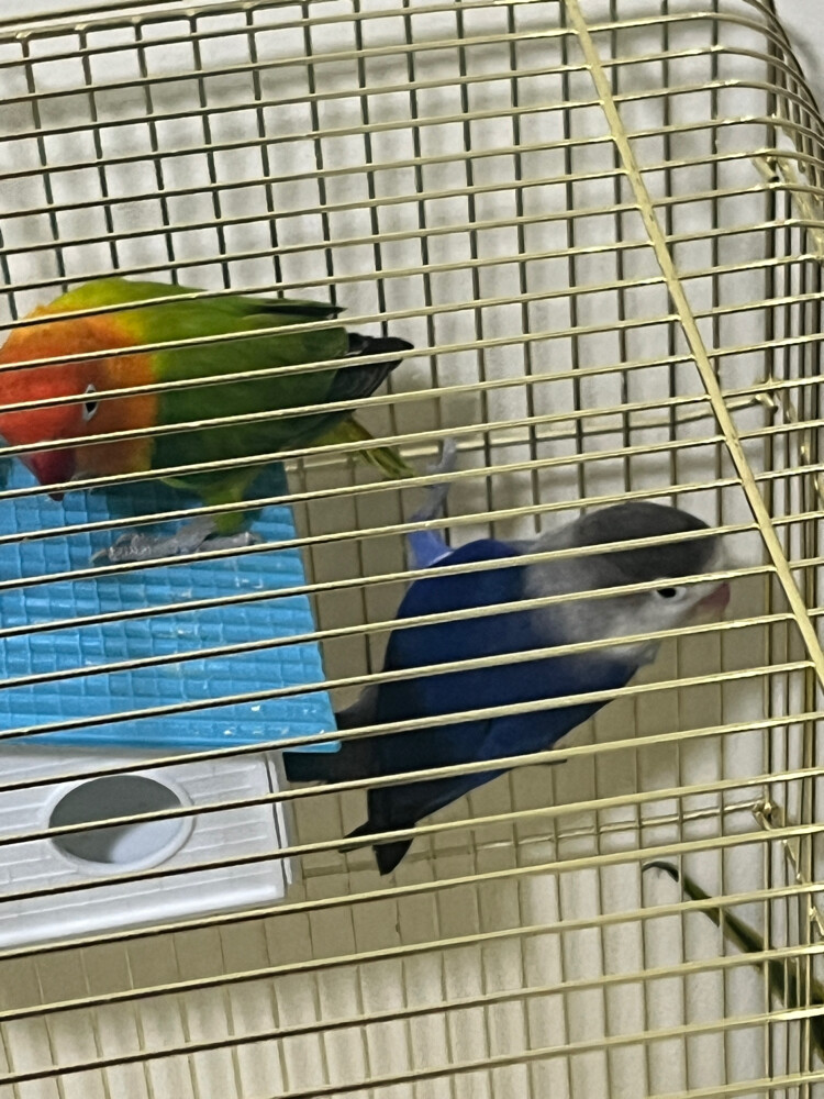 Two lovebirds - 9