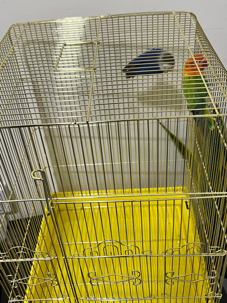 Two lovebirds - 6