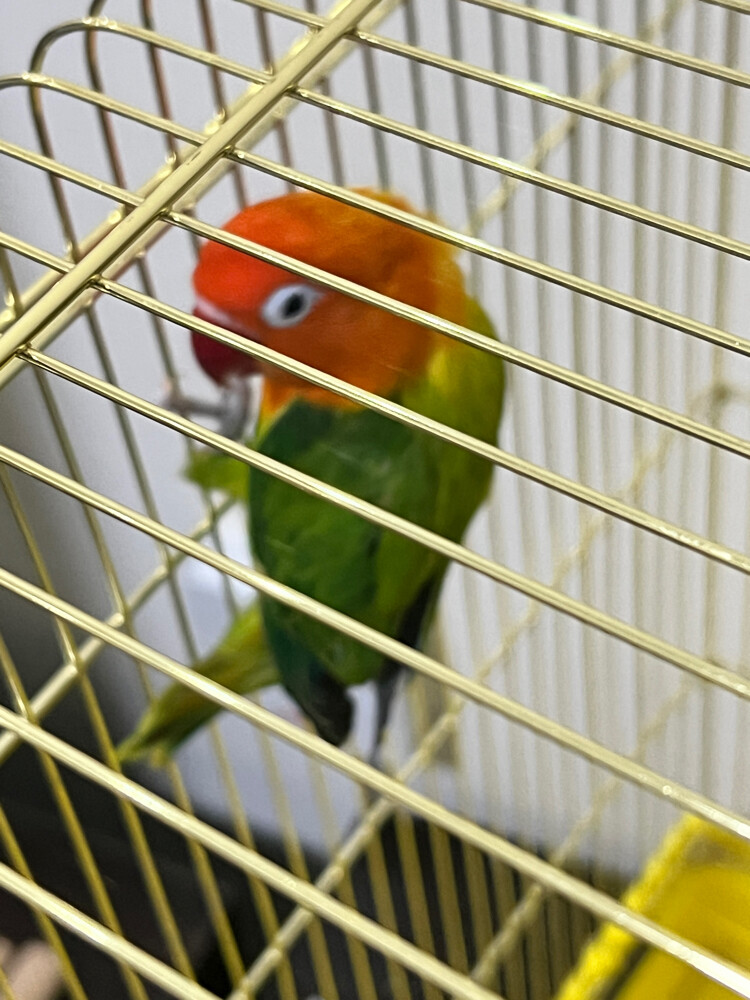 Two lovebirds - 8