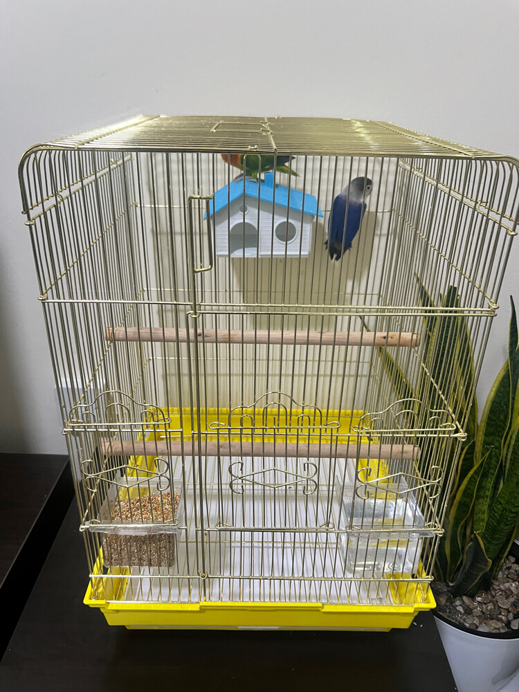 Two lovebirds - 7