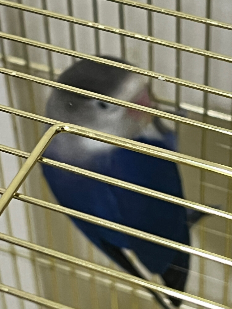 Two lovebirds - 3