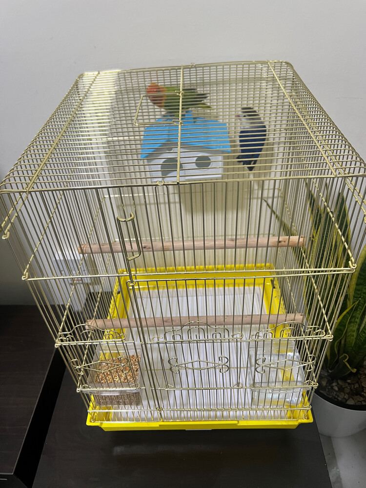 Two lovebirds - 2