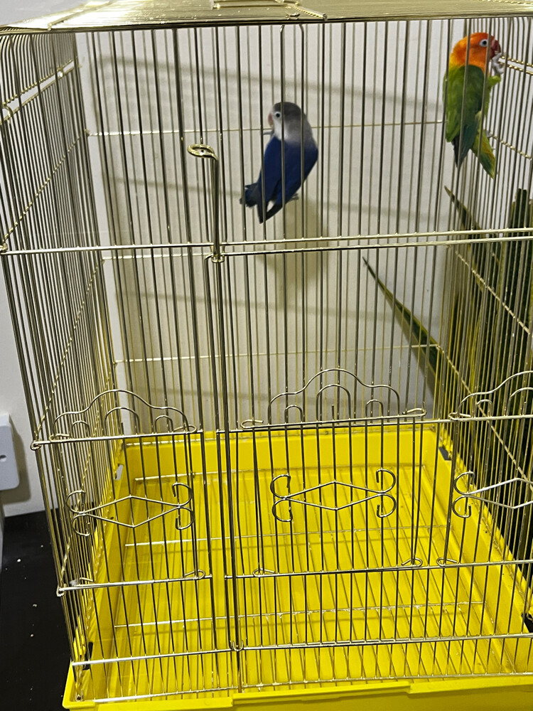 Two lovebirds - 5