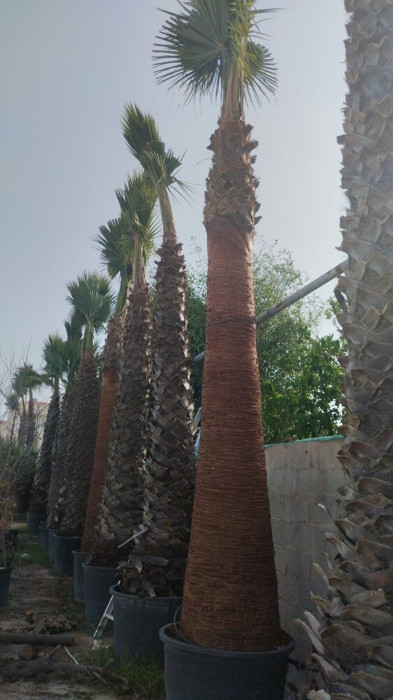 زراعة نخل واشنطونيا - 6