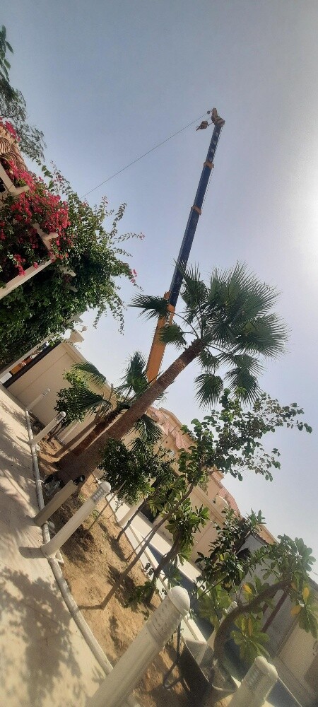 زراعة نخل واشنطونيا - 4