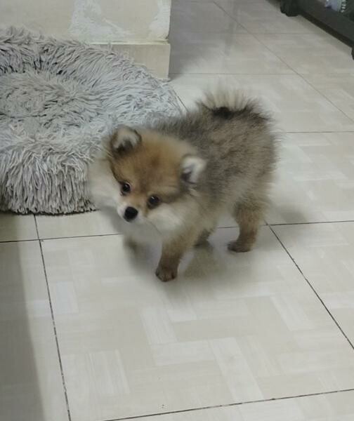 Pure breed Pomeranian. - 3