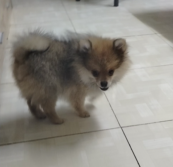Pure breed Pomeranian. - 6