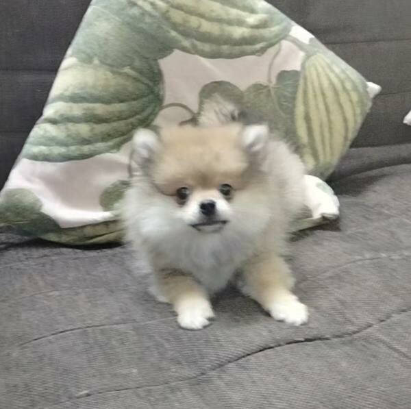Pure breed Pomeranian. - 9
