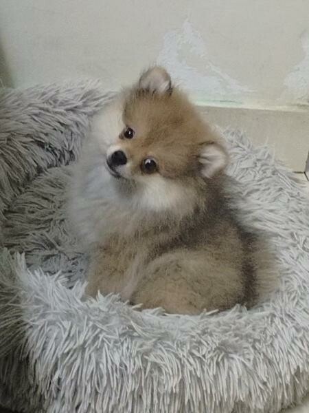 Pure breed Pomeranian. - 1