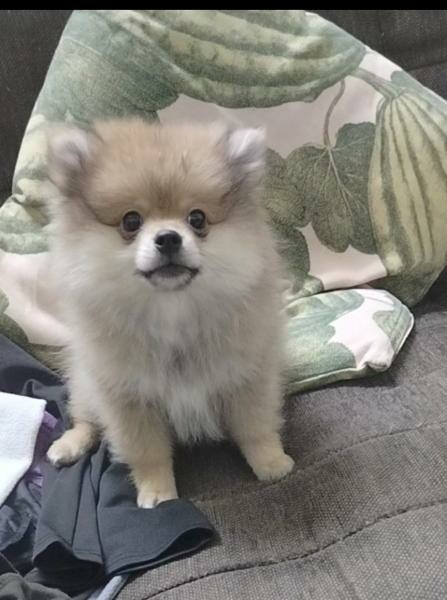 Pure breed Pomeranian. - 7
