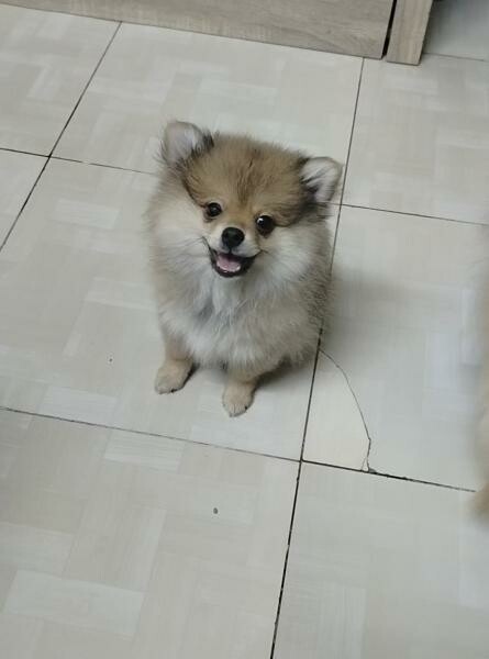 Pure breed Pomeranian. - 4