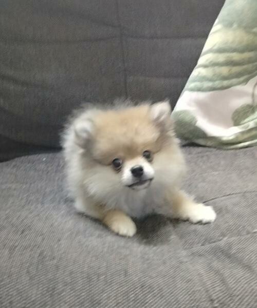 Pure breed Pomeranian. - 8