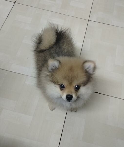 Pure breed Pomeranian. - 2