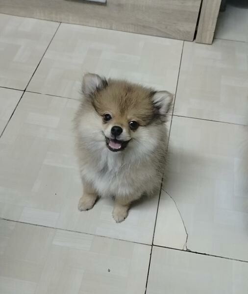Pure breed Pomeranian. - 5
