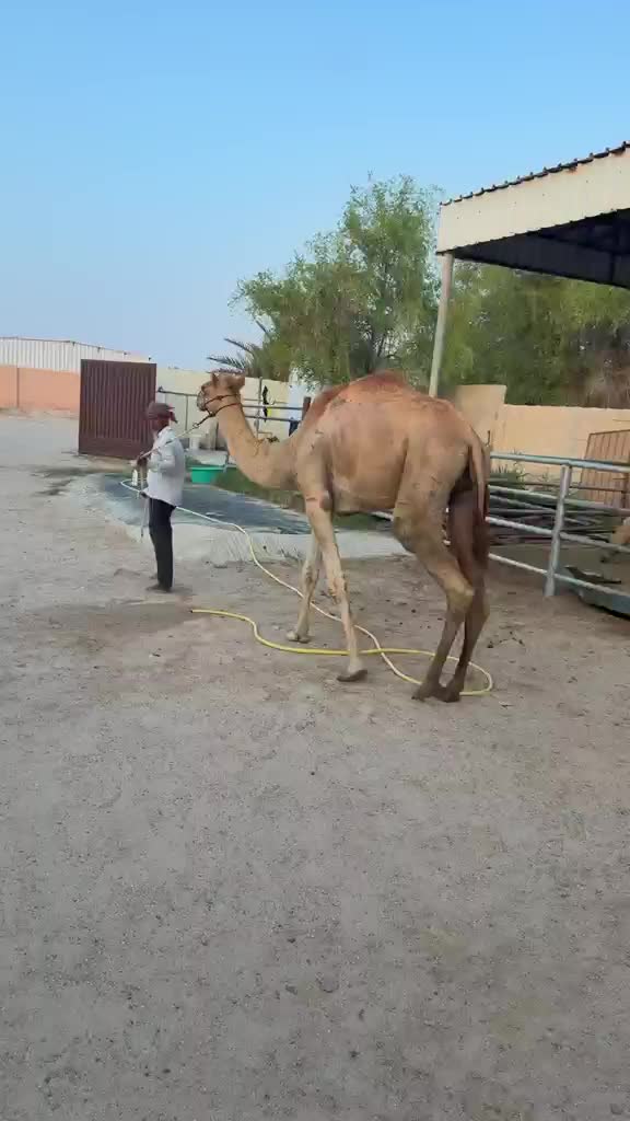 للبيع قعود ثني - 1