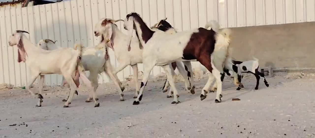 معزه مشاريك طيبه فيهم واحده والد - 1