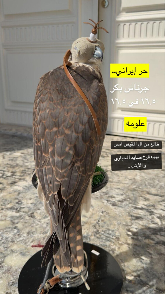 حر وحش - 1
