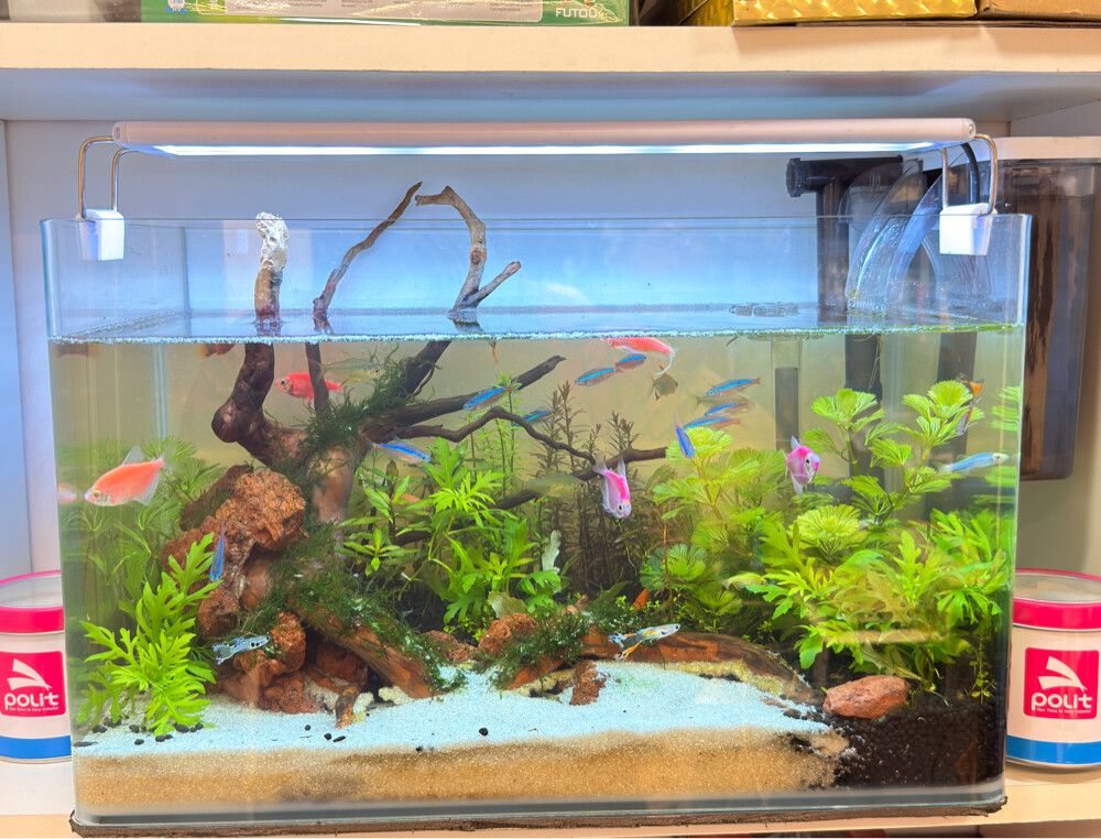 MIXED FISHES AND AQUARIUM, filter,  - 1