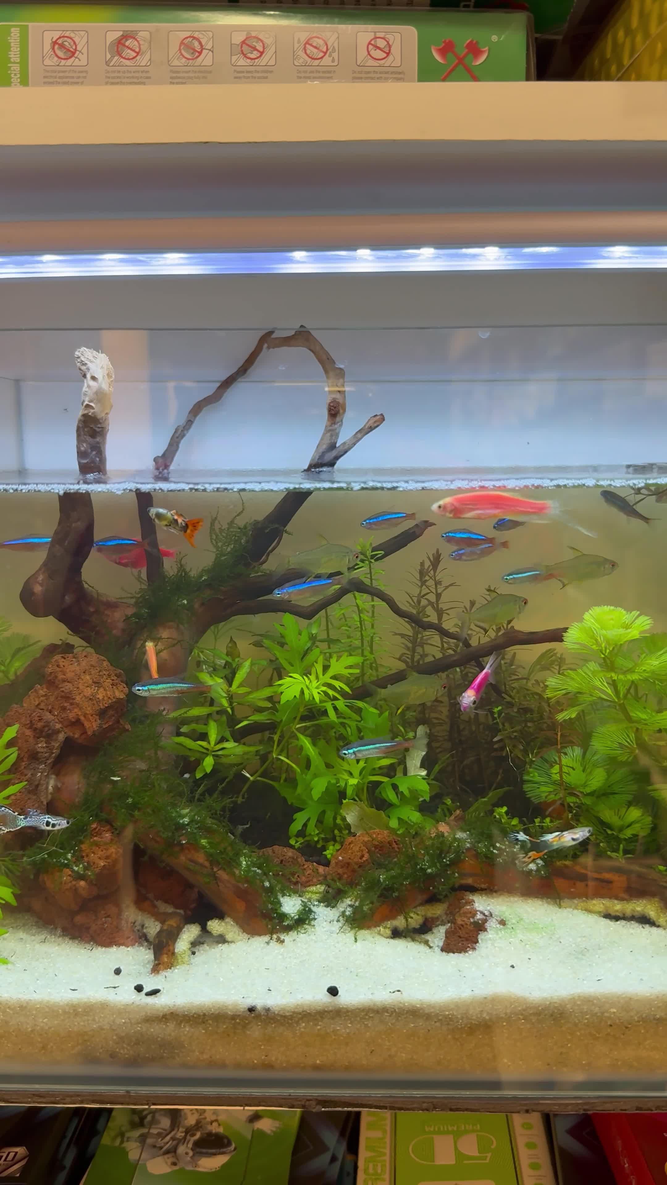 MIXED FISHES AND AQUARIUM, filter,  - 2