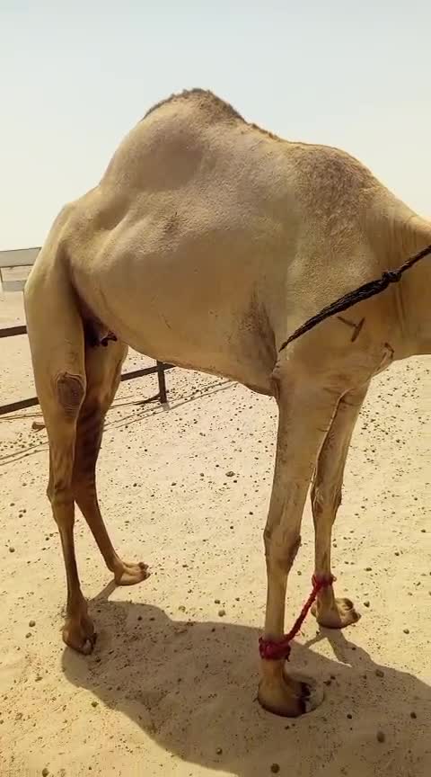 للبيع ثنو شبب تصلح أنتاج وحاضنة - 2