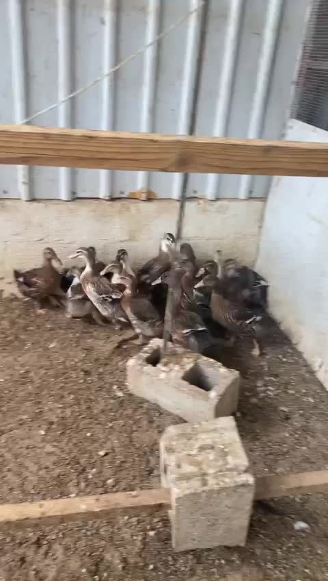 بط بني - 1