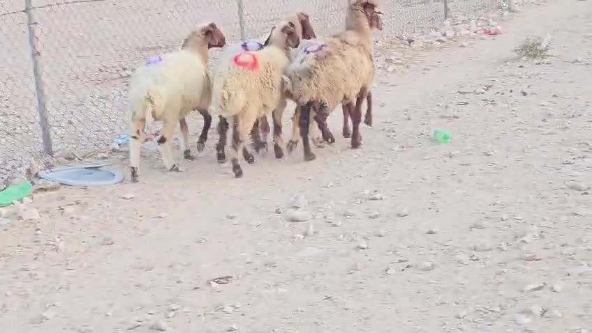 للبيع شوهات سوريه دفيع شرط طيبه - 1