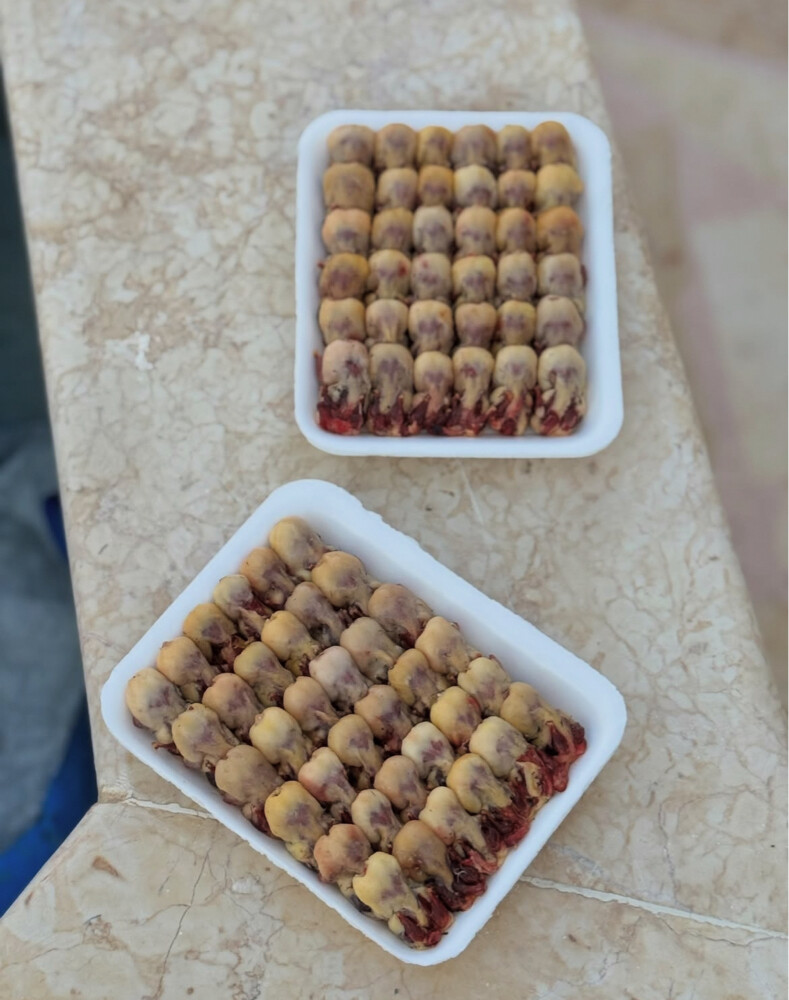 عصافير التين الملكية - 10