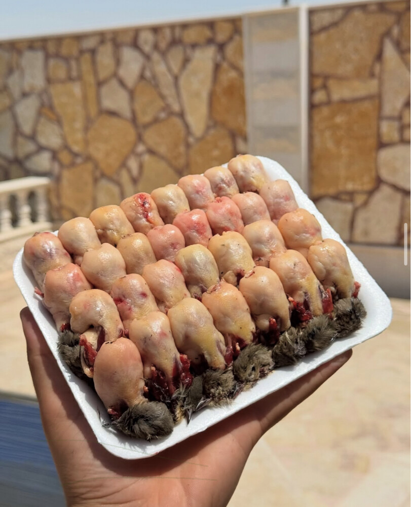 عصافير التين الملكية - 5