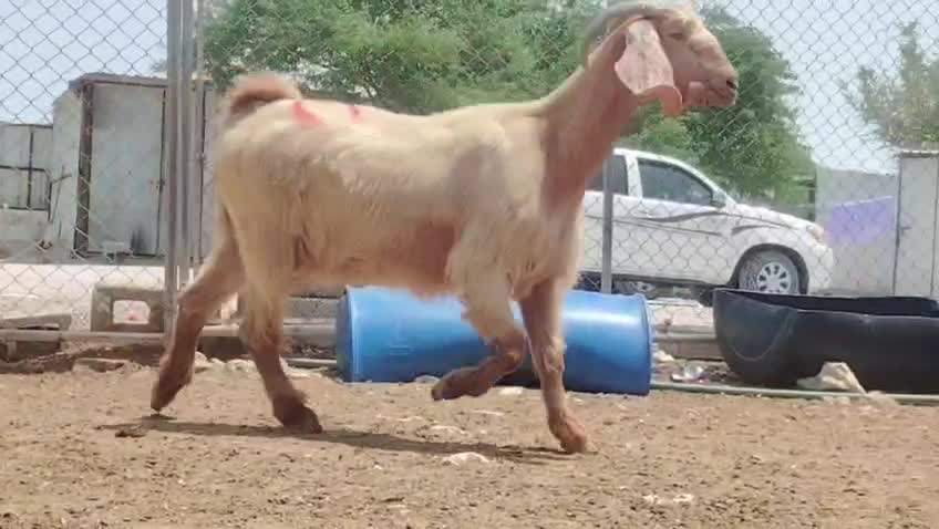 اللبع عنزا عارضيه دفيع شرط - 5