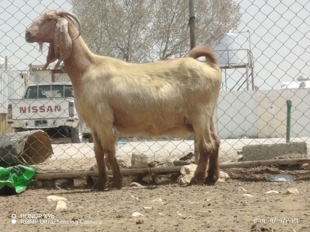 اللبع عنزا عارضيه دفيع شرط - 2