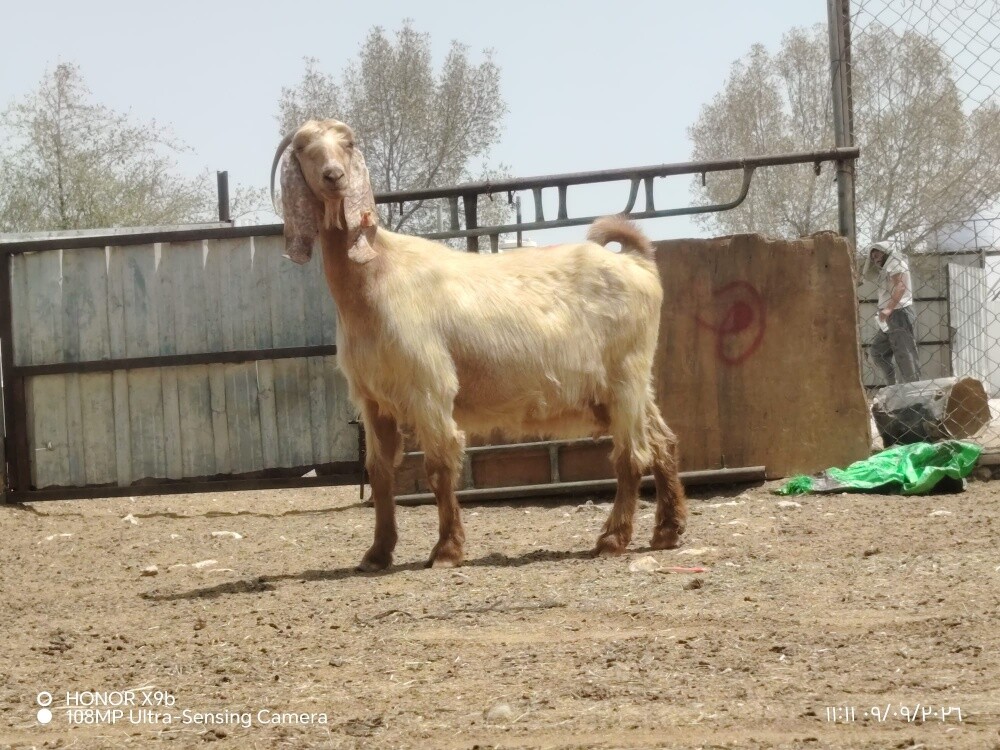 اللبع عنزا عارضيه دفيع شرط - 3