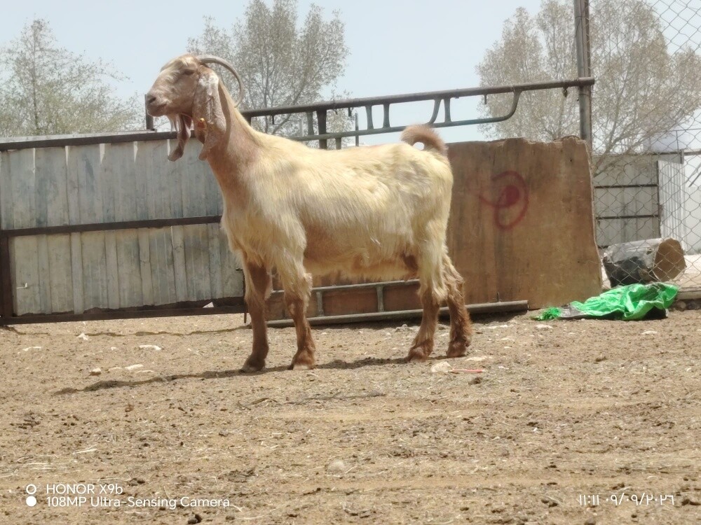 اللبع عنزا عارضيه دفيع شرط - 4