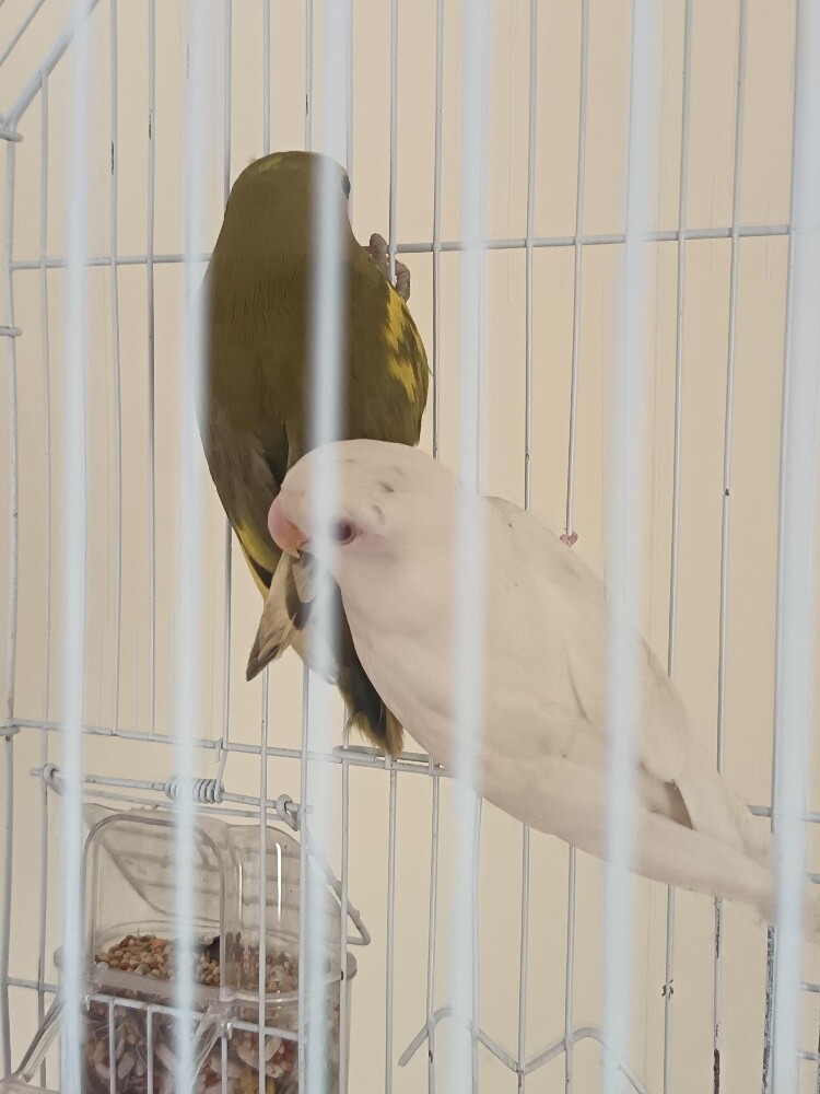 Rose - Leaf Bird - 4