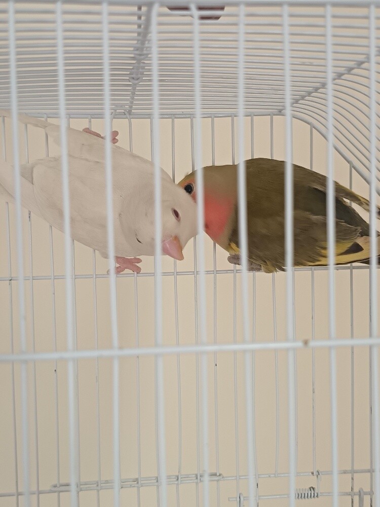 Rose - Leaf Bird - 2