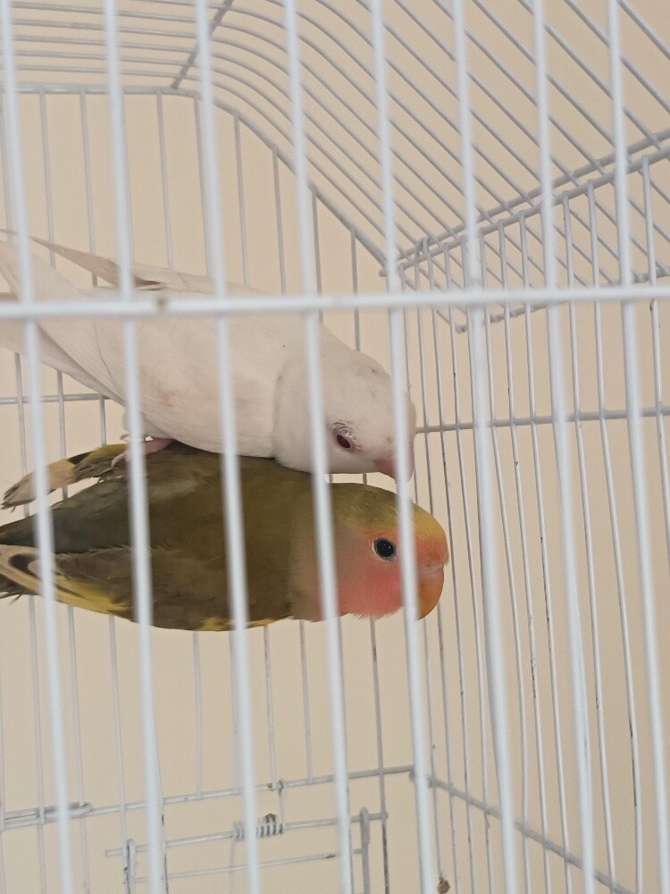 Rose - Leaf Bird - 3