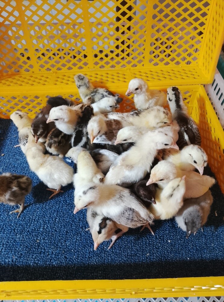 للبيع صوص بلدي لتواصل55963257 - 4