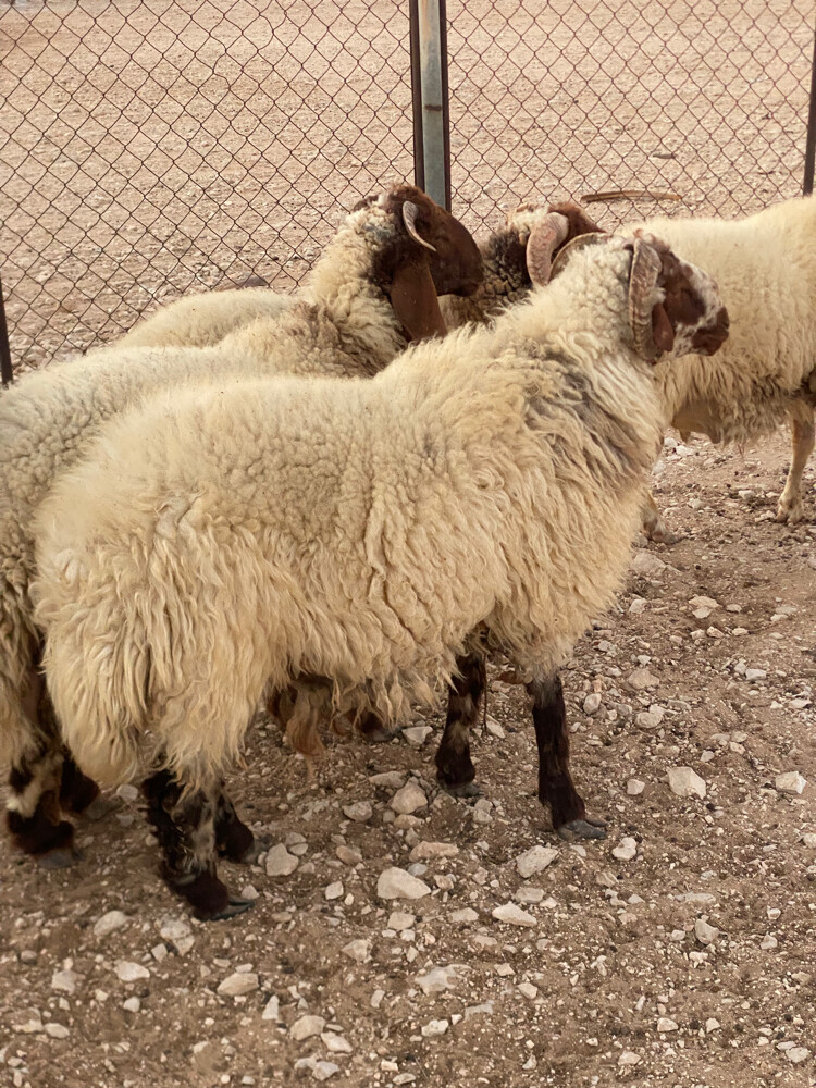 خرفان سوريه - 3