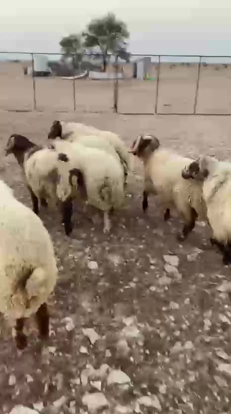 خرفان سوريه - 4