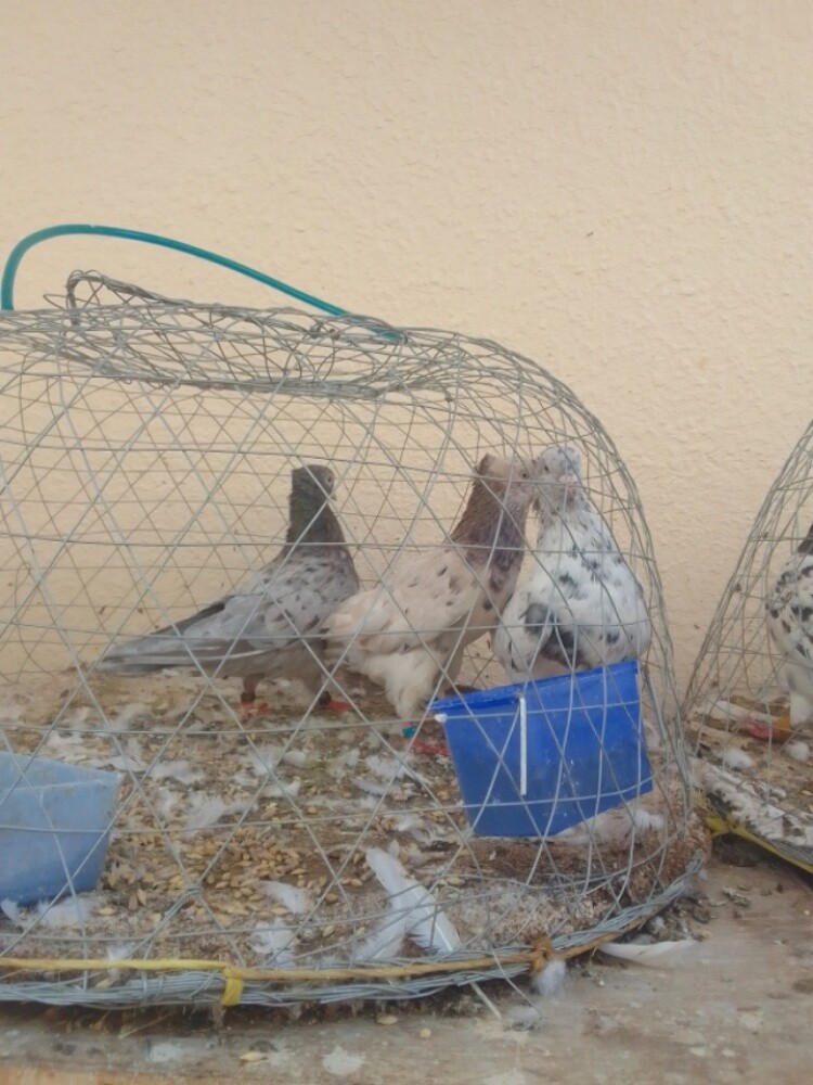 حمام - 2