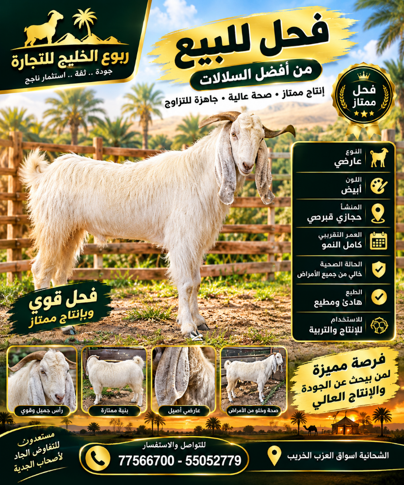 فحول طيبه سليمه من جميع الامراض - 5