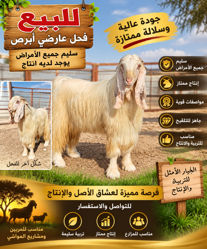 فحول طيبه سليمه من جميع الامراض - 2