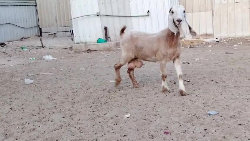 للبيع عنزه عارضي حليب شرط - 1
