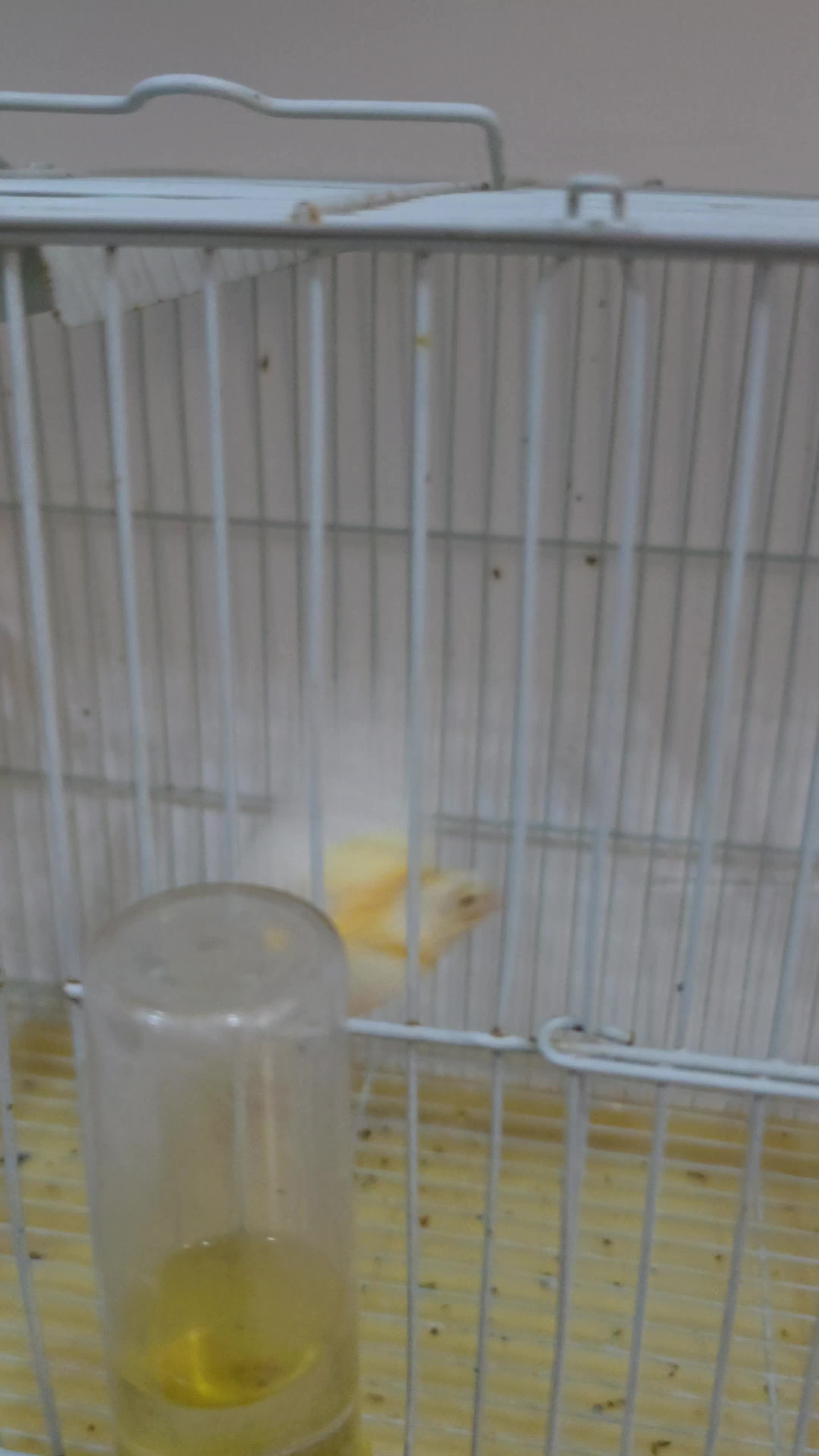 5 Female Canary ready - 1