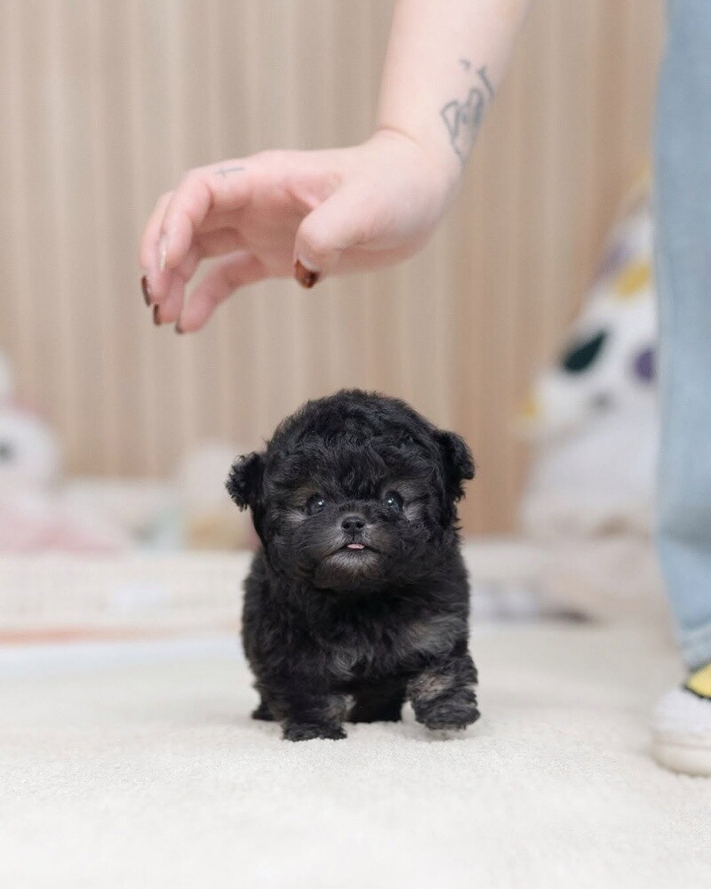 Teacup Poodle Puppy - 3