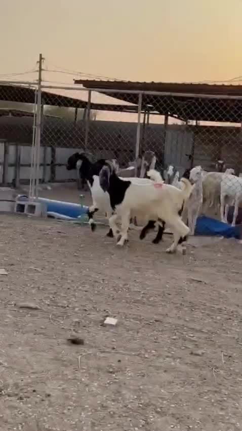 اللبع معزا مشاريك فخرااة دفيع شرط - 3