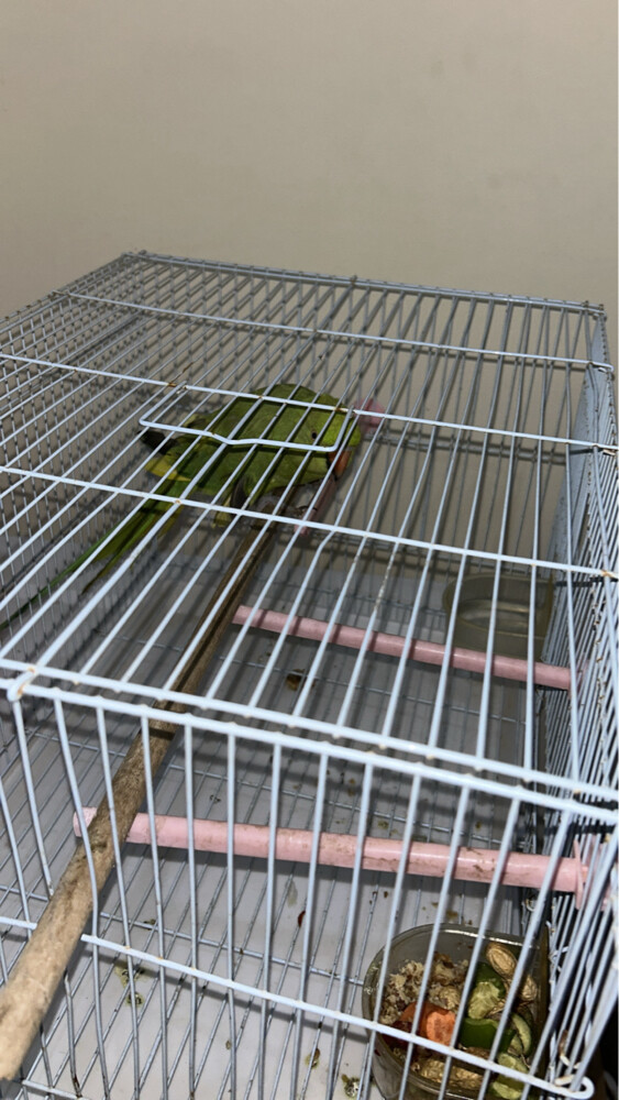 bird comes with 2 cages - 2