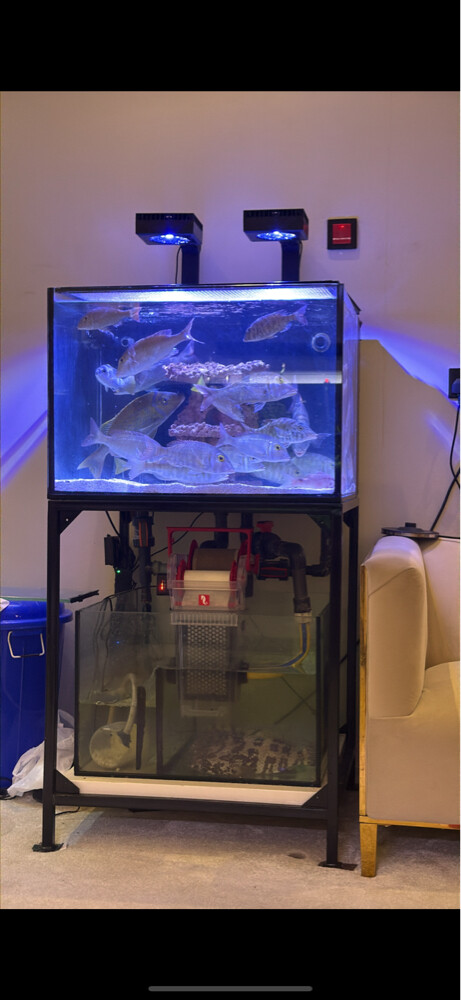 red sea fish tank - 3